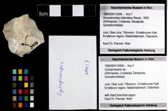 Foto (Objekt + Etiketten) von Cycloprosopon sp. 